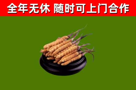 开福回收冬虫夏草